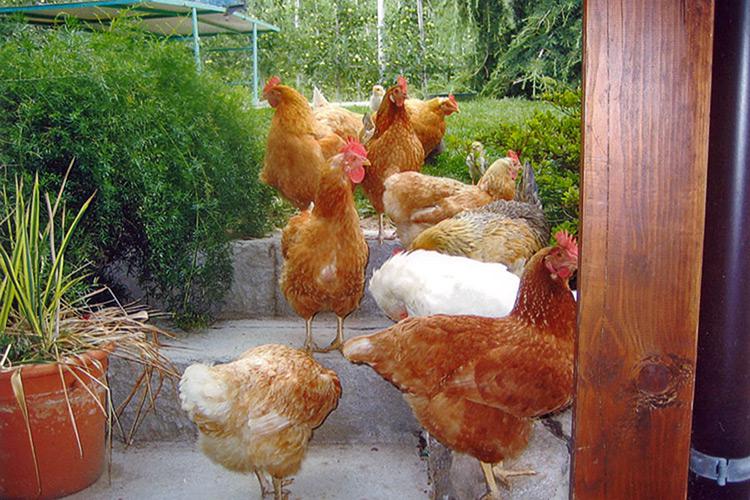 Fleißige Hühner vom Humblhof