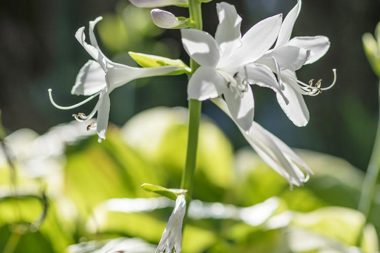 Blumen im Garten