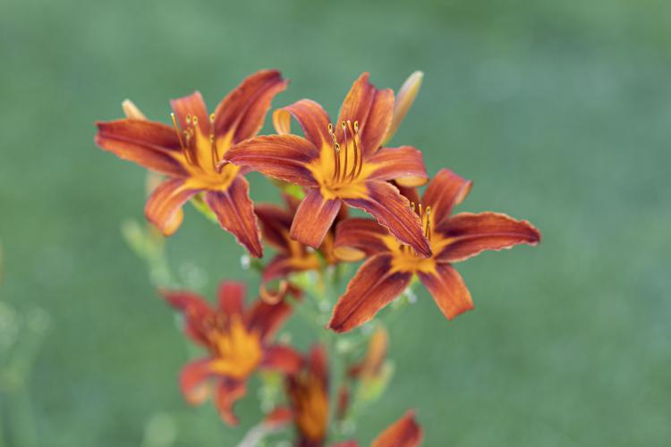 Blumen im Humblhof Garten