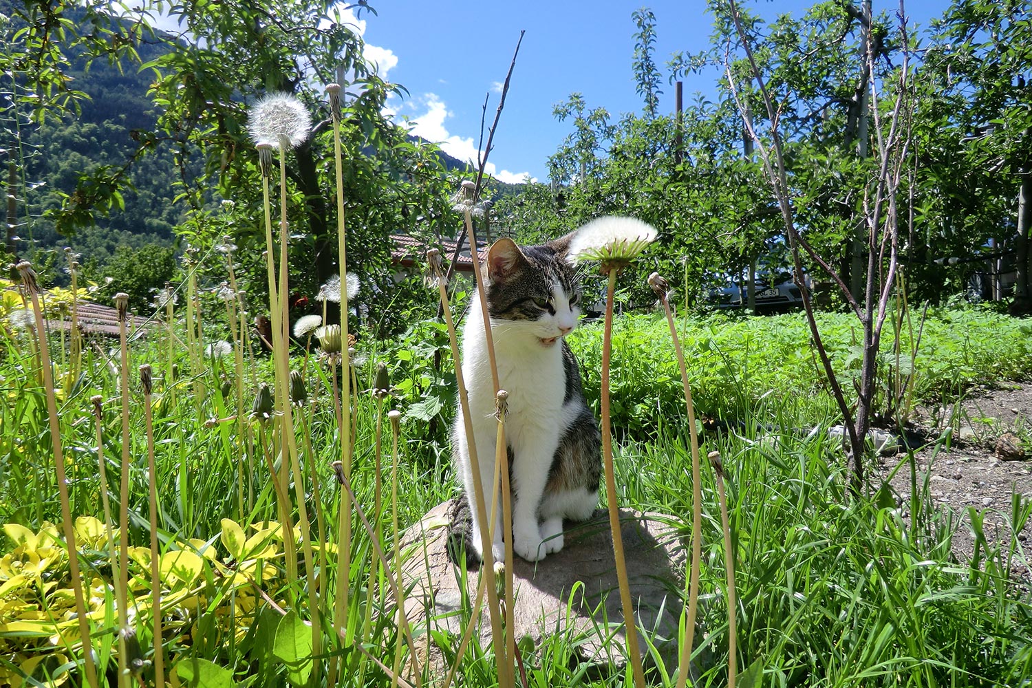 Süße Katzenbabys am Bauernhof in Algund