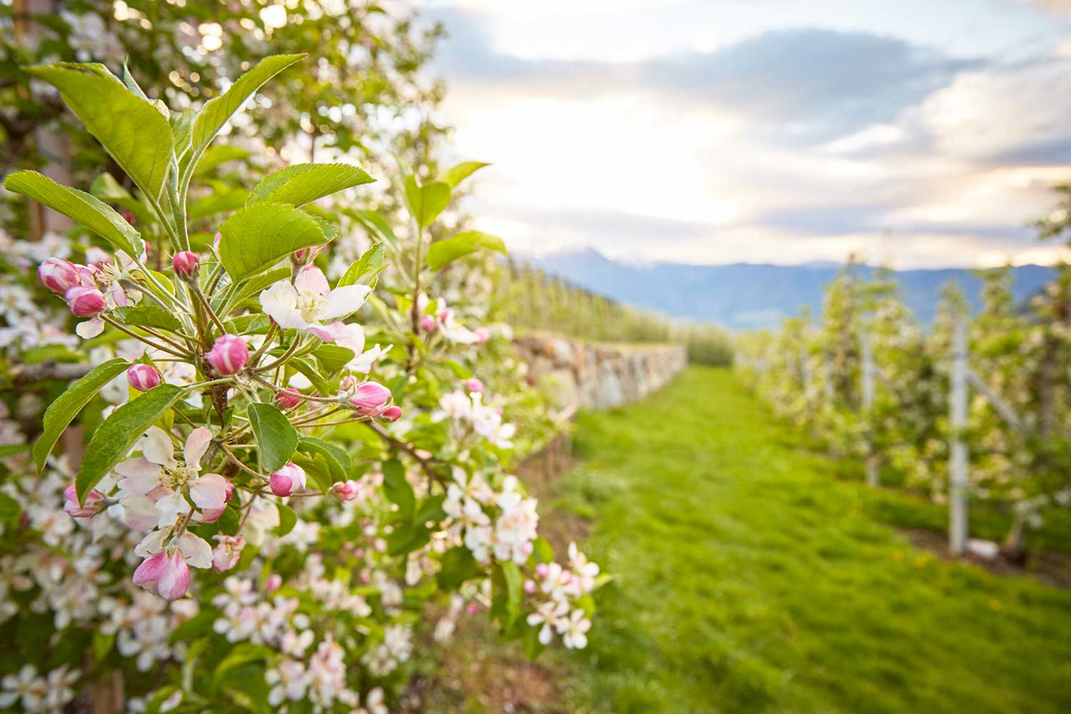 Apfelblüte - Frühling in Algund bei Meran